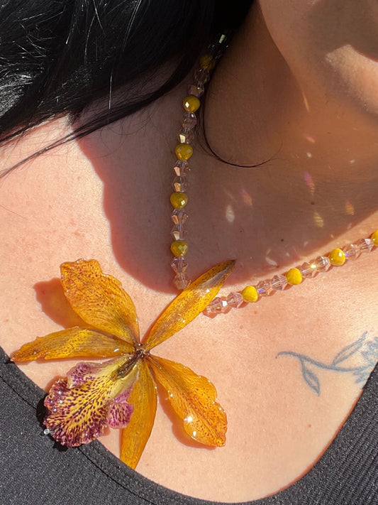 Yellow Leopard Orchid